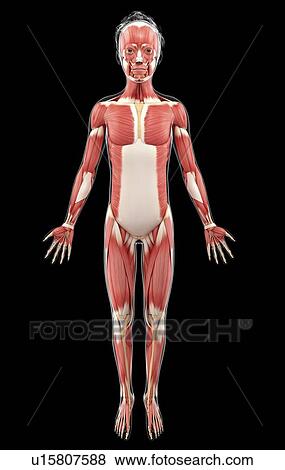 Stock Illustration - Human muscular system, artwork. Fotosearch