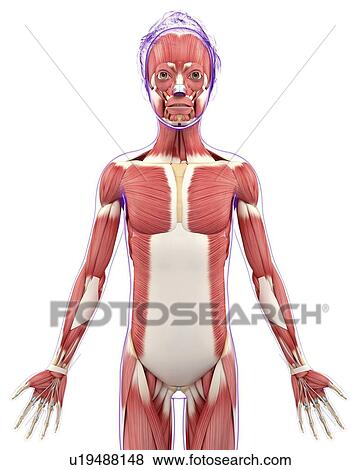 Stock Illustration - Human muscular system, artwork. Fotosearch