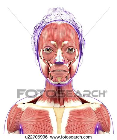 Stock Illustration - Human muscular system, artwork. Fotosearch