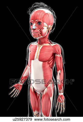 Human muscular system, artwork View Large Illustration Stock Illustration - Human muscular system, artwork. Fotosearch
