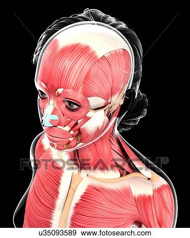Stock Illustration - Human muscular system, artwork. Fotosearch