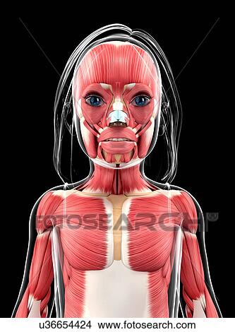 Human muscular system, artwork View Large Illustration Stock Illustration - Human muscular system, artwork. Fotosearch