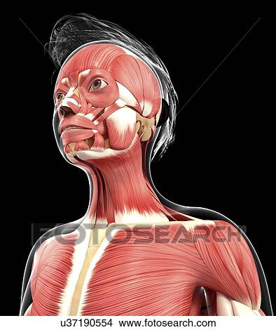 Stock Illustration - Human muscular system, artwork. Fotosearch