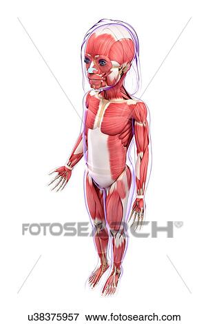Human muscular system, artwork View Large Illustration Stock Illustration - Human muscular system, artwork. Fotosearch
