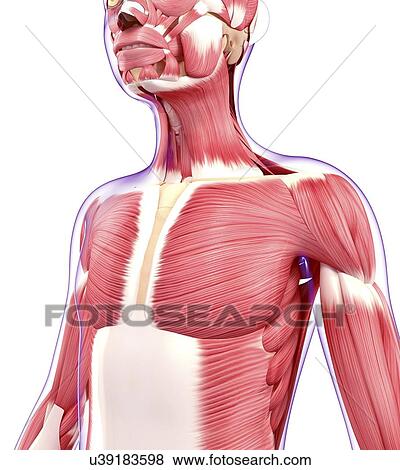 Human muscular system, artwork View Large Illustration Stock Illustration - Human muscular system, artwork. Fotosearch
