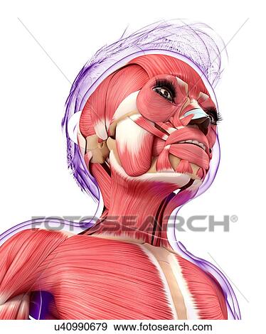 Human muscular system, artwork View Large Illustration Stock Illustration - Human muscular system, artwork. Fotosearch