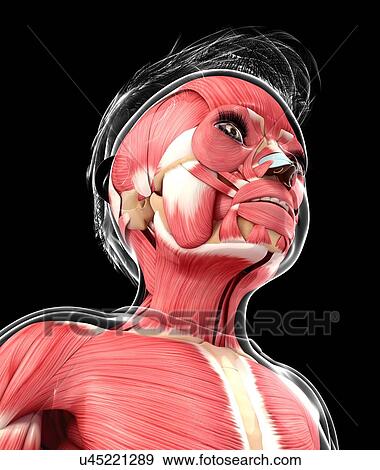 Stock Illustration - Human muscular system, artwork. Fotosearch
