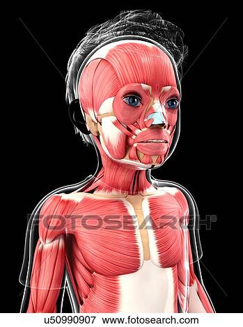 Stock Illustration - Human muscular system, artwork. Fotosearch