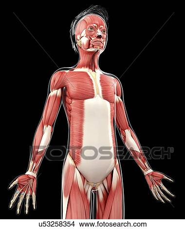 Human muscular system, artwork View Large Illustration Stock Illustration - Human muscular system, artwork. Fotosearch