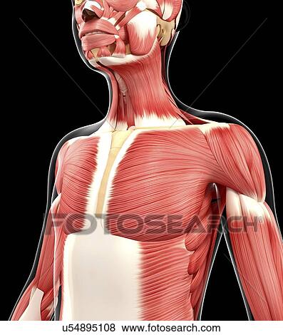 Stock Illustration - Human muscular system, artwork. Fotosearch