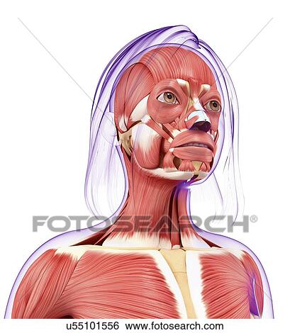 Human muscular system, artwork View Large Illustration Stock Illustration - Human muscular system, artwork. Fotosearch