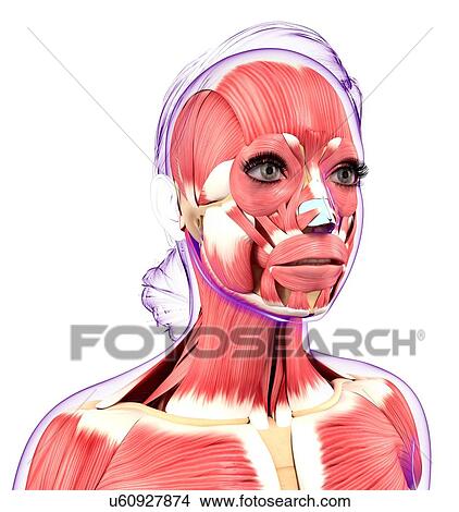 Stock Illustration - Human muscular system, artwork. Fotosearch