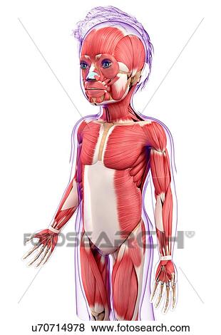 Stock Illustration - Human muscular system, artwork. Fotosearch