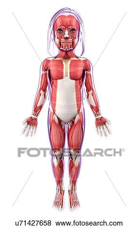 Stock Illustration - Human muscular system, artwork. Fotosearch