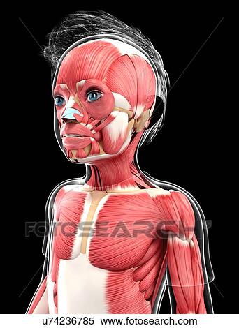 Human muscular system, artwork View Large Illustration Stock Illustration - Human muscular system, artwork. Fotosearch
