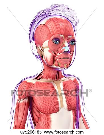 Human muscular system, artwork View Large Illustration Stock Illustration - Human muscular system, artwork. Fotosearch
