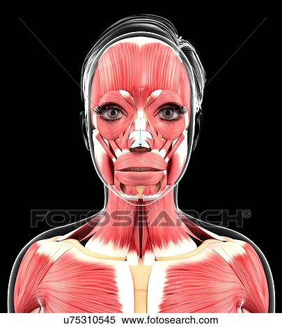 Stock Illustration - Human muscular system, artwork. Fotosearch