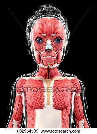Stock Illustration - Human muscular system, artwork. Fotosearch