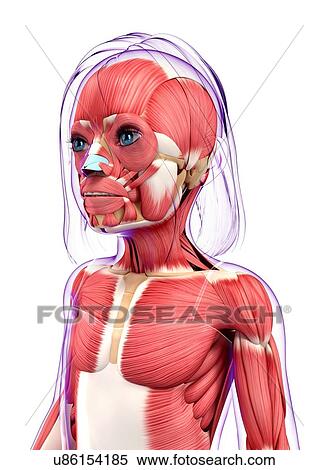 Human muscular system, artwork View Large Illustration Stock Illustration - Human muscular system, artwork. Fotosearch