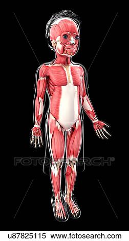 Stock Illustration - Human muscular system, artwork. Fotosearch
