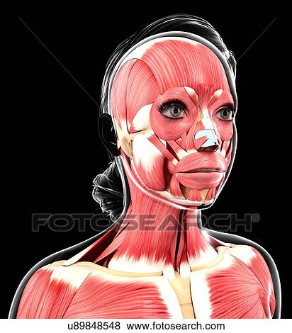 Stock Illustration - Human muscular system, artwork. Fotosearch