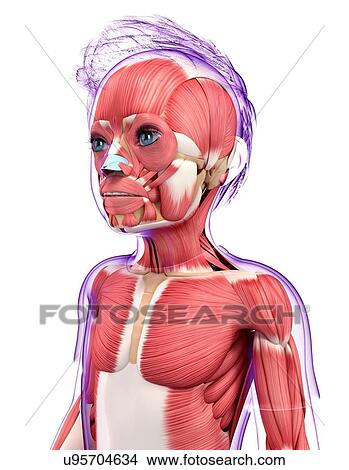 Human muscular system, artwork View Large Illustration Stock Illustration - Human muscular system, artwork. Fotosearch