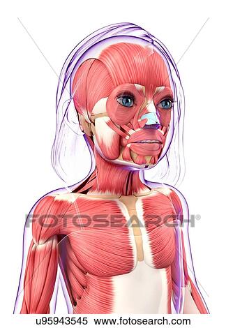 Human muscular system, artwork View Large Illustration Stock Illustration - Human muscular system, artwork. Fotosearch
