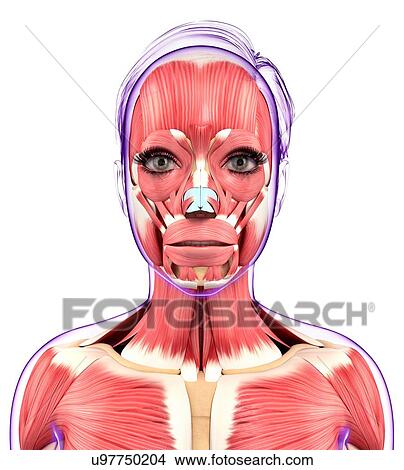 Human muscular system, artwork View Large Illustration Stock Illustration - Human muscular system, artwork. Fotosearch