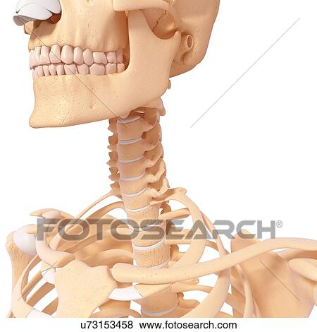 Stock Illustration - Human neck bones, artwork. Fotosearch