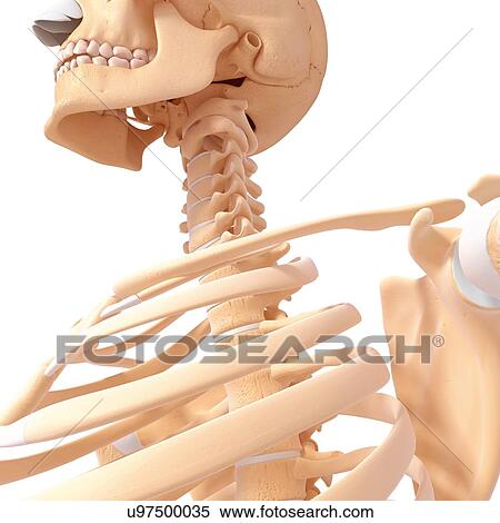 Human neck bones, artwork View Large Illustration Stock Illustration - Human neck bones, artwork. Fotosearch