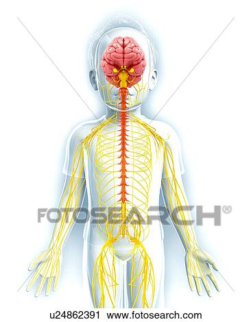 Clip Art - Human nervous system, artwork. Fotosearch