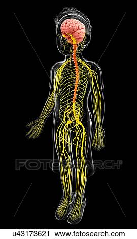 Clip Art - Human nervous system, artwork. Fotosearch