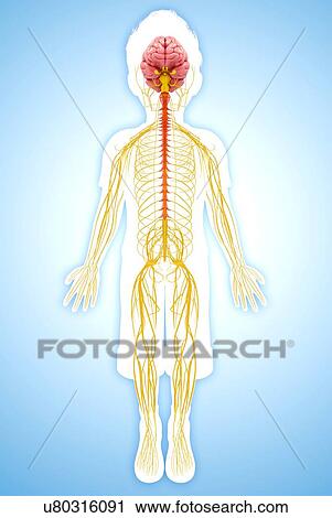 Human nervous system, artwork View Large Illustration Clip Art - Human nervous system, artwork. Fotosearch