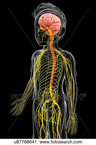 Clip Art - Human nervous system, artwork. Fotosearch