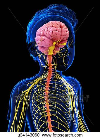 Clipart - Human nervous system, artwork. Fotosearch