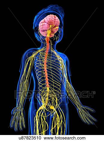 Human nervous system, artwork View Large Illustration Clipart - Human nervous system, artwork. Fotosearch
