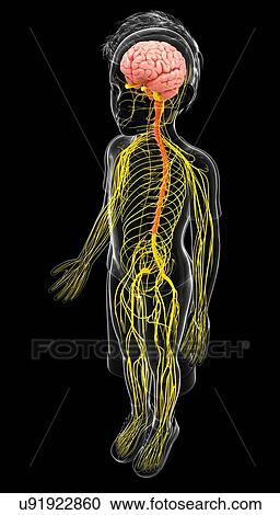 Clipart - Human nervous system, artwork. Fotosearch