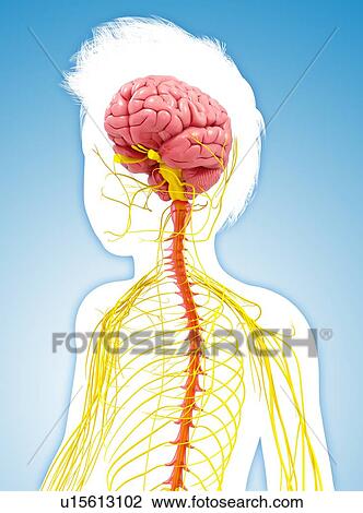 Drawing - Human nervous system, artwork. Fotosearch