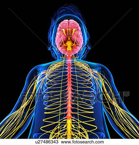 Human nervous system, artwork View Large Illustration Drawing - Human nervous system, artwork. Fotosearch
