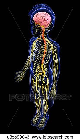 Drawing - Human nervous system, artwork. Fotosearch