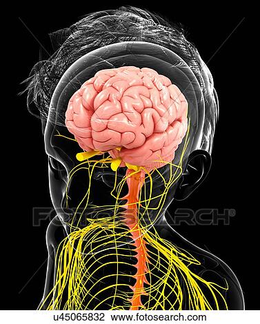 Human nervous system, artwork View Large Illustration Drawing - Human nervous system, artwork. Fotosearch