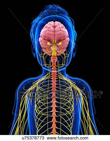 Drawing - Human nervous system, artwork. Fotosearch