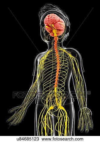 Human nervous system, artwork View Large Illustration Drawing - Human nervous system, artwork. Fotosearch