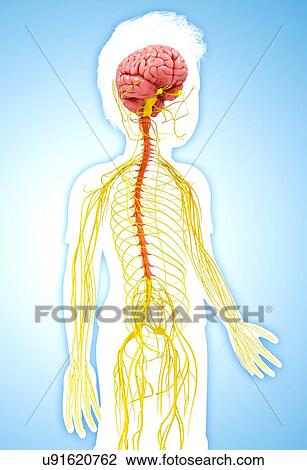 Human nervous system, artwork Drawing | u91620762 | Fotosearch