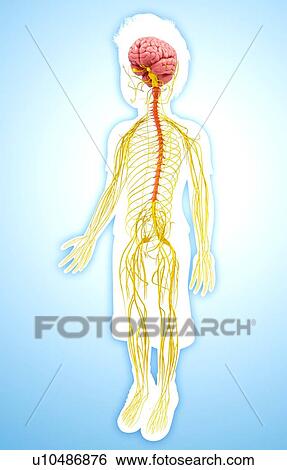 Stock Illustration - Human nervous system, artwork. Fotosearch