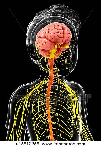Stock Illustration - Human nervous system, artwork. Fotosearch