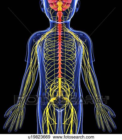 Stock Illustration - Human nervous system, artwork. Fotosearch