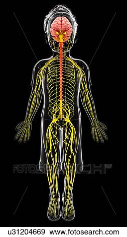 Human nervous system, artwork View Large Illustration Stock Illustration - Human nervous system, artwork. Fotosearch