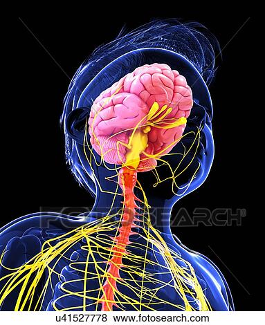 Stock Illustration - Human nervous system, artwork. Fotosearch