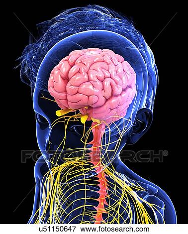 Human nervous system, artwork View Large Illustration Stock Illustration - Human nervous system, artwork. Fotosearch
